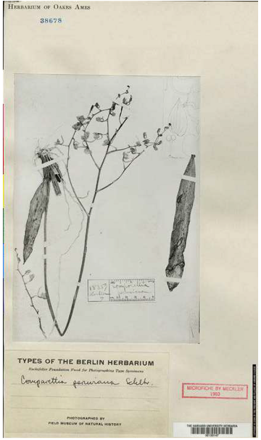 Photograph of type of Comparettia peruviana Schltr. Field Museum of Natural History, Chicago.