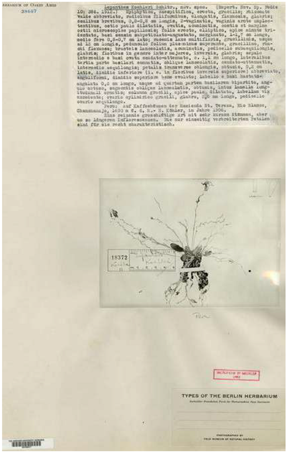 Photograph of the type of Lepanthes koehleri Schltr. and Schlechter’s original type-written manuscript of the description of the new species. Nr. 38667 - Orchid Herbarium of Oakes Ames.