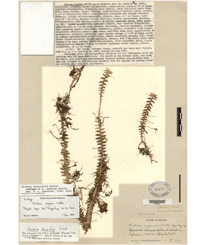 Isoype of Dichaea anguina Schltr. and Schlechter’s original type-written manuscript of the description of the new species. Nr. 26471 - Orchid Herbarium of Oakes Ames.