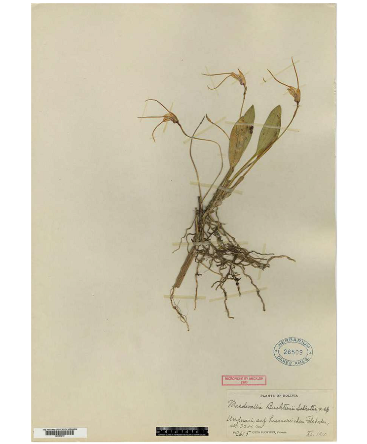 Isotype of Masdevallia buchtienii Schltr. Nr. 26509 - Orchid Herbarium of Oakes Ames.