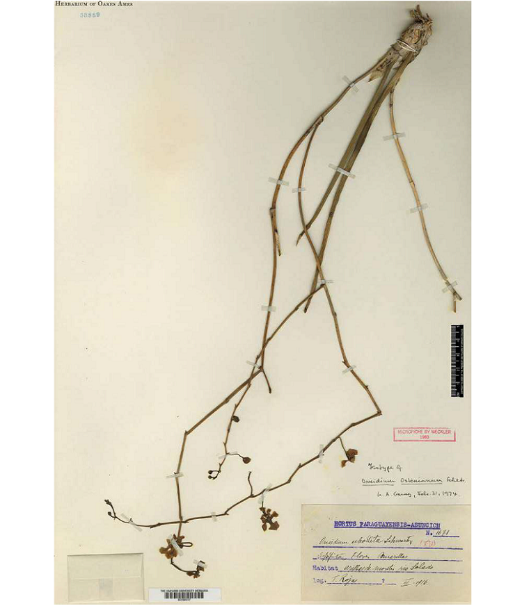 Isotype of Oncidium ostenianum Schltr.collected by T. Rojas in Paraguay. Nr. 58889 - Orchid Herbarium of Oakes Ames.