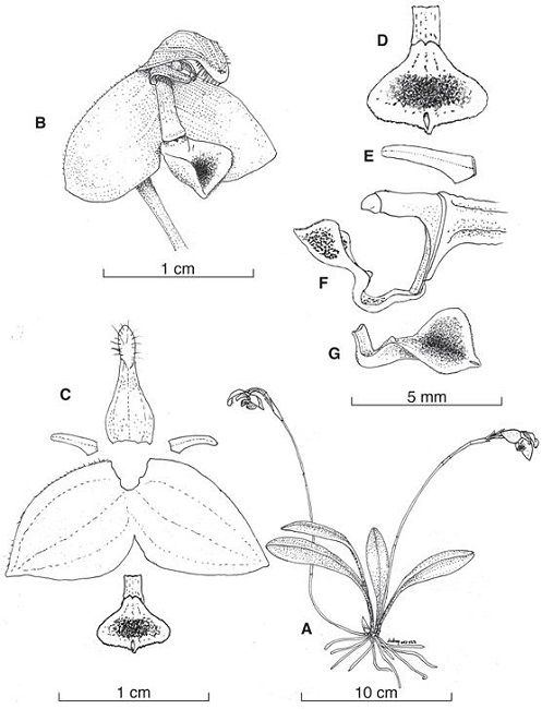 Porroglossum marcojimeneziorum Baquero & A.Fierro-Minda.