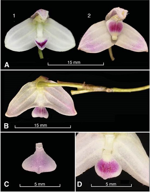 Porroglossum marcojimeneziorum Baquero & A.Fierro-Minda.