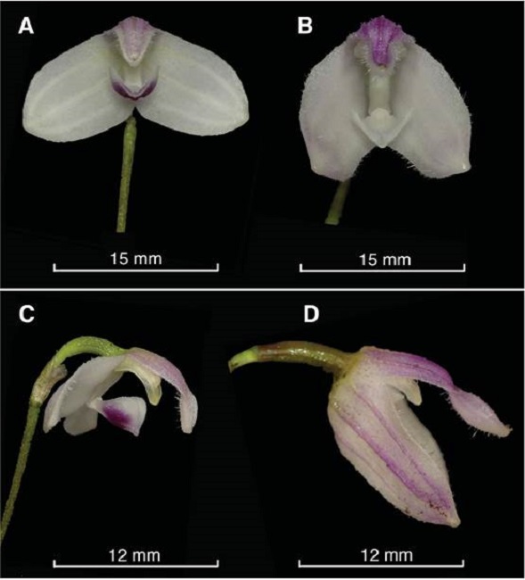 Comparison of Porroglossum marcojimeneziorum Baquero & A.Fierro-Minda and P. hirtzii Luer.