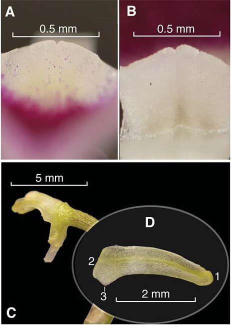 Porroglossum marcojimeneziorum Baquero & A.Fierro-Minda