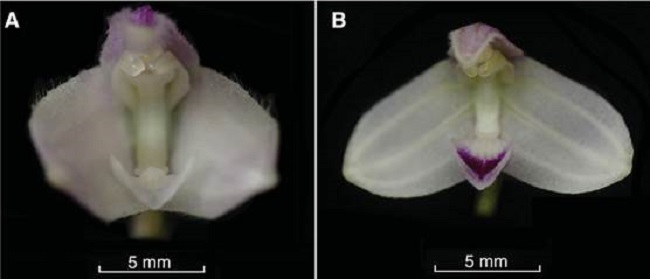 Flowers of Porroglossum hirtzii Luer (A) and Porroglossum marcojimeneziorum Baquero & A.Fierro-Minda (B).