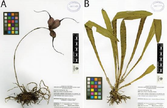 Holotype (Parts 1-2: dry specimen) of Dracula irmelinae N.Peláez & Gary Mey. & L.Mazariegos.