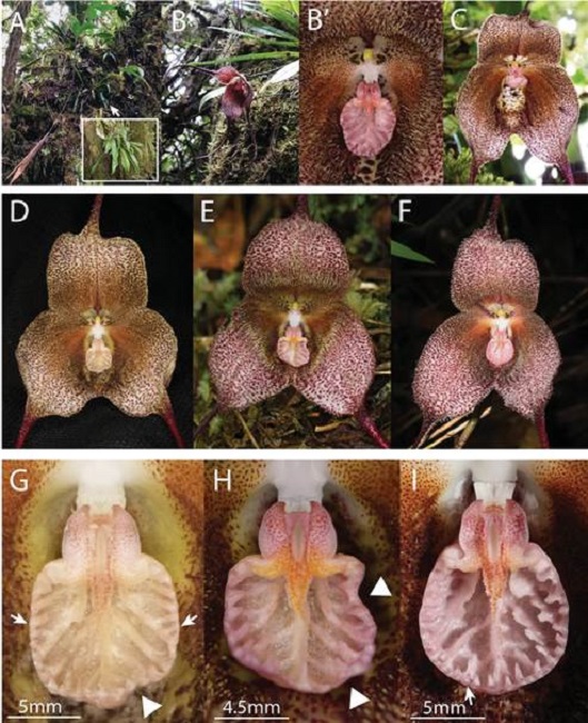 Flower visitors and variation of Dracula irmelinae in its native habitat.