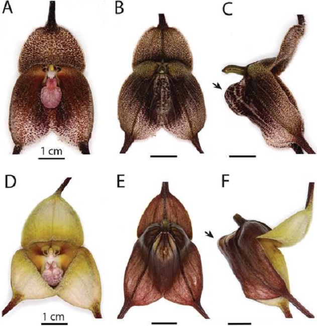 Comparison of the flowers of Dracula irmelinae and D. verticulosa.