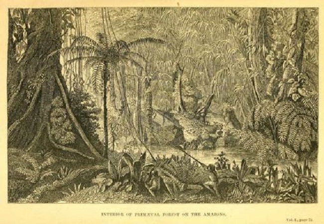 Interior of primeval forest of the Amazon. 
