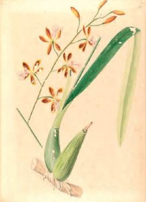Encyclia megalantha Barb.Rodr. 