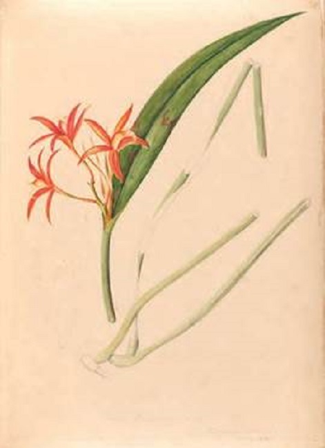 Laelia harpophorum Rchb.f. 