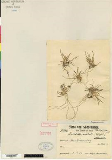 Capanemia australis (Kranzl.) Schltr.