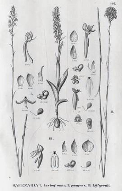 Habenaria pilgeri Schltr. (II, as H. pungens).