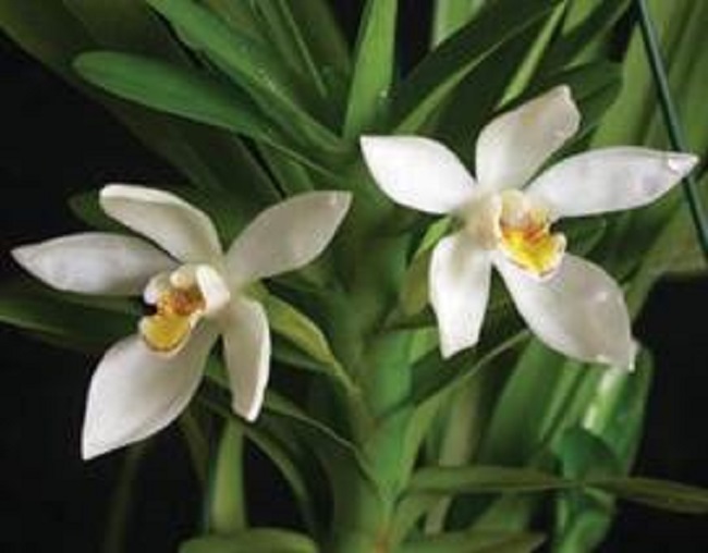 Camaridium amazonicum Schltr. (as Camaridium ochroleucum Lindl.).