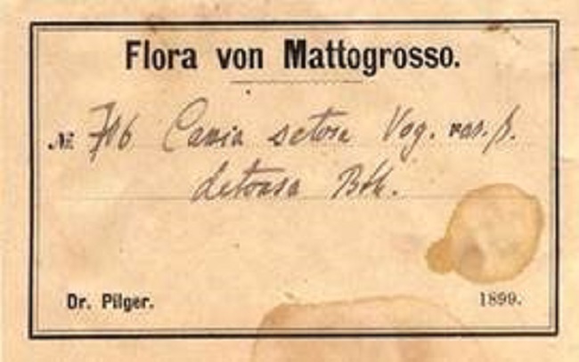 Herbarium label of Pilger&rsquo;s Flora von Mattogrosso, 1899.