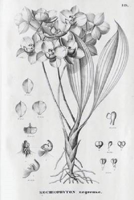 Kochiophyton negrense Schltr. In Pilger, 1910: 366.