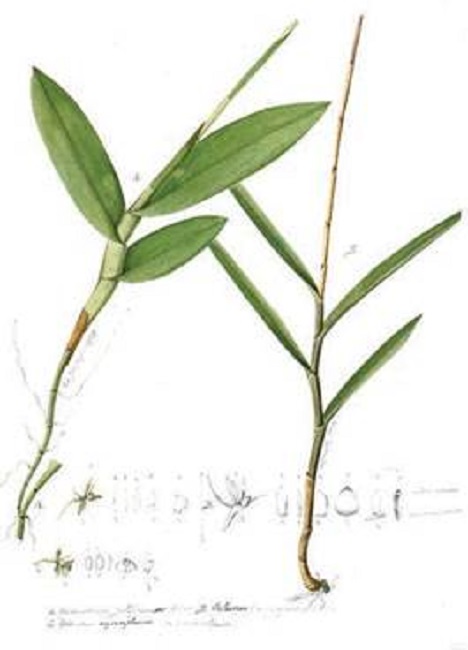 Huebneria yauaperyensis (Rodr.) Schltr.