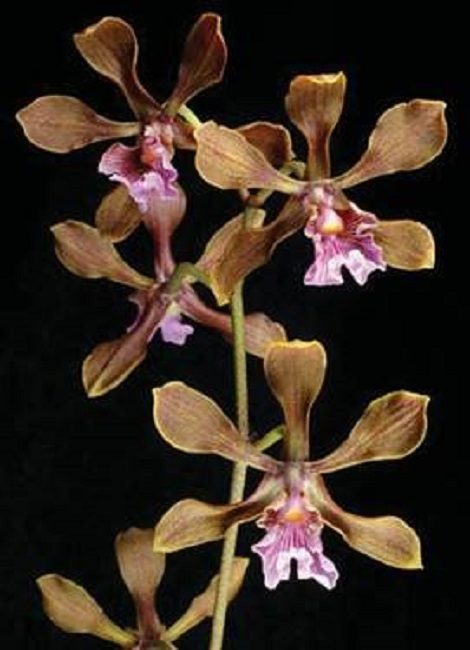 Encyclia huebneri Schltr.