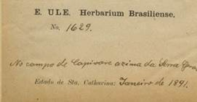 Herbarium label of Ule&rsquo;s &ldquo;Herbarium Brasi- liense&rdquo;.