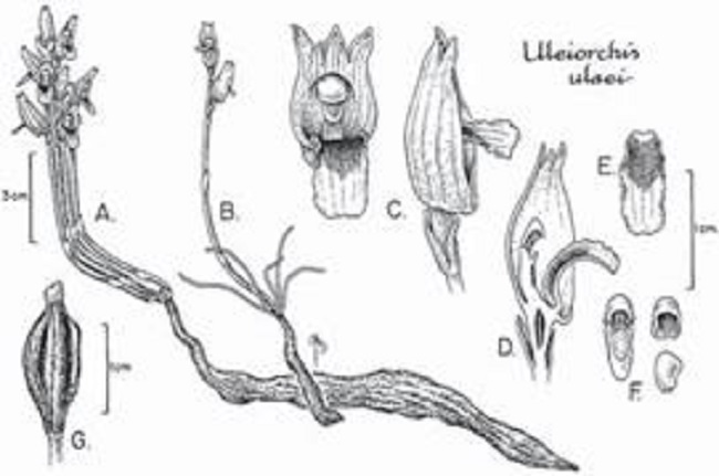 Uleiorchis ulaei (Cogn.) Handro.