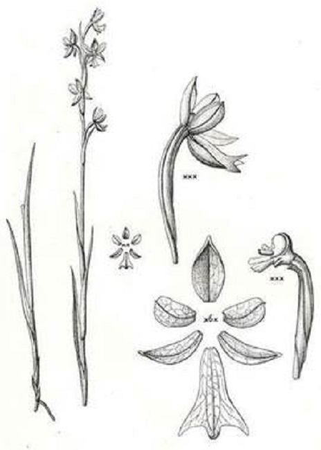 Itaculumia ulaei Hoehne. In F.C. Hoehne, Flora Brasilica: plate 123.