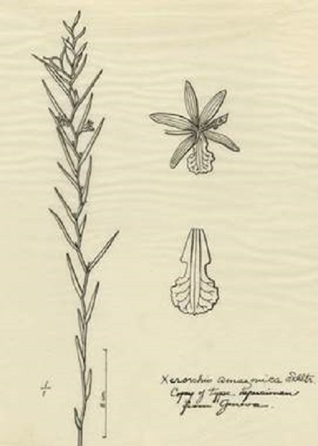 Xerorchis amazonica Schltr. 