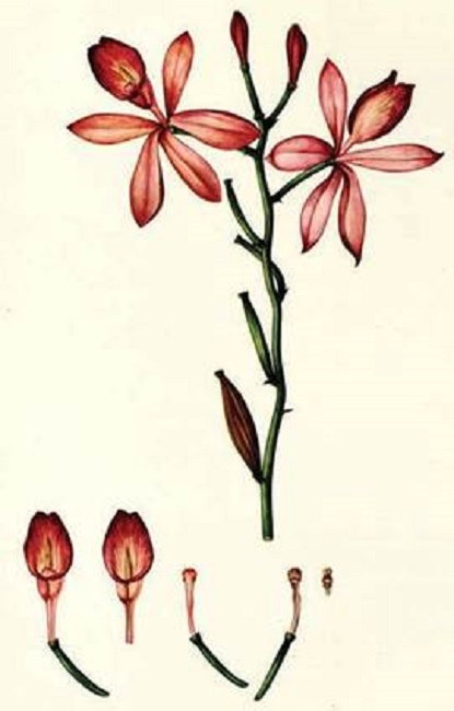 Epistephium duckei Huber.