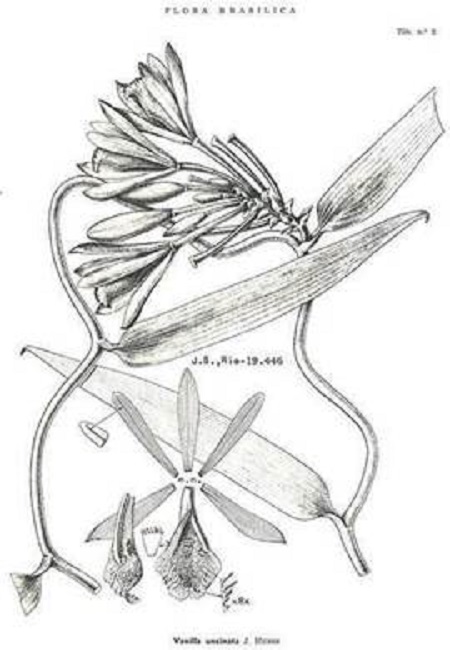 Vanilla uncinata Huber.