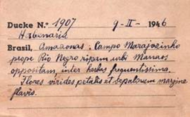 Ducke herbarium label of a specimen of Habenaria sp. Oakes Ames Herbarium # 01946195.