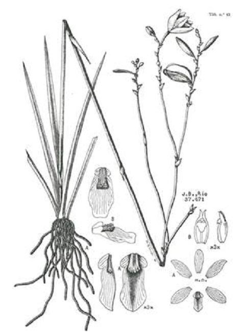 Duckeella adolphii Porto & Brade.