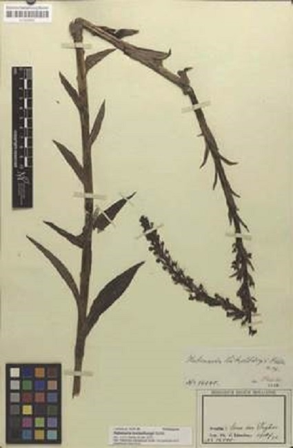 Habenaria luetzelburgii Schltr., holotype. State Herbarium Munich, # 16080.
