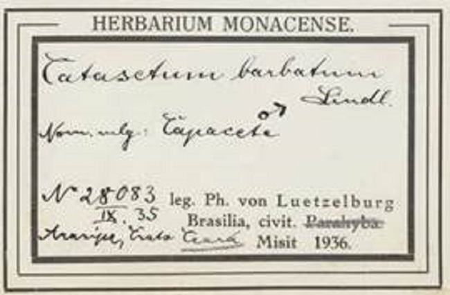 Luetzelburg herbarium label of Catasetum barbatum. New York Botanical Garden, # 00547417.
