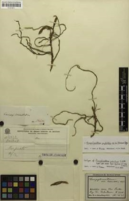 Campylocentrum zehntneri Schltr.