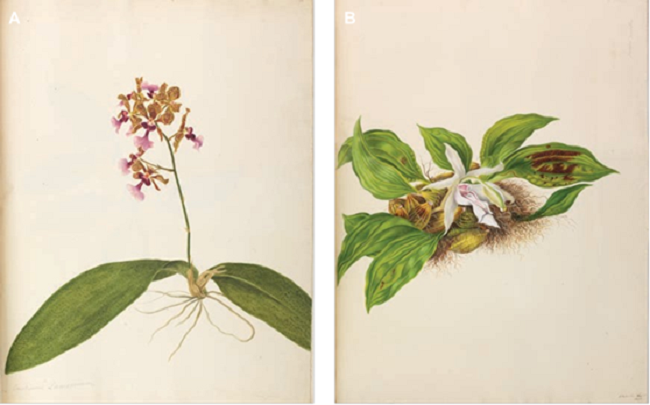 Illustrations from Surinam orchids, Etc. from Nature.