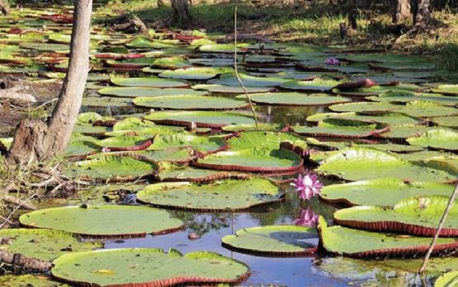 Victoria regia Lindl 