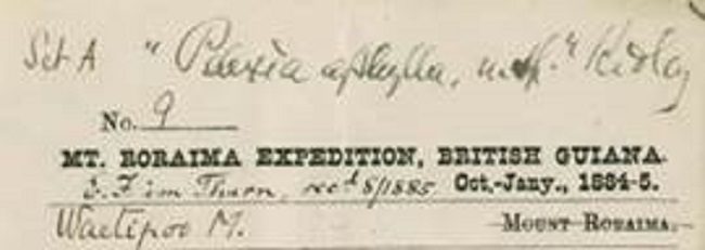 Im Thurn herbarium label from the Roraima expedition 1884 [Pelexia aphylla Ridl.].