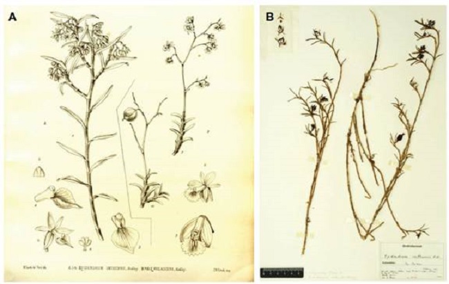 A. Epidendrum imthurnii Ridl. (left) and E. violacens Ridl. Illustration in The Botany of the Roraima Expedition of 1884, im Thurn 1887, plate 46. B. Epidendrum imthurnii Ridl. Herbarium specimen by J. Renz, #1547. Collected in Caldas, Colombia.