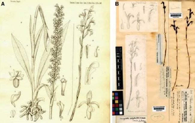 A. Stenoptera alata Ridl. (left) and Pelexia aphylla Ridl. Illustration in The Botany of the Roraima Expedition of 1884, im Thurn 1887, plate 47. B. Pelexia aphylla (K000573814/573815.). With pencil drawings by E.F. im Thurm.