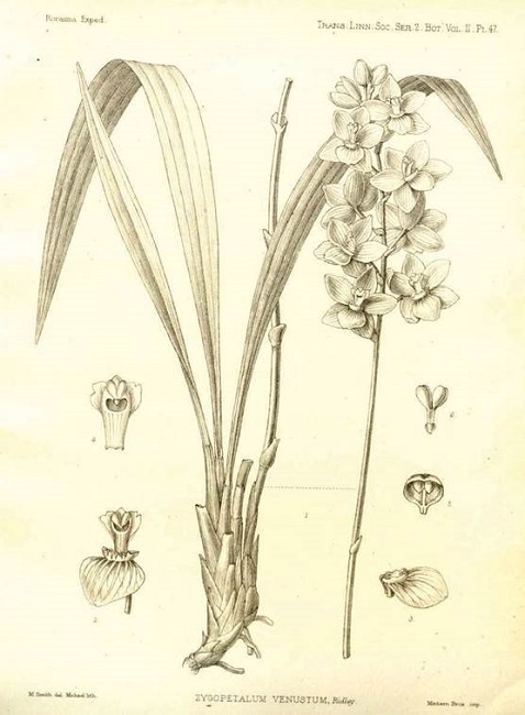 Zygopetalum venustum Ridl. Illustration in The Botany of the Roraima Expedition of 1884, im Thurn 1887, plate 46.