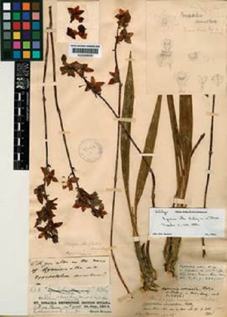 Aganisia alba Ridl. Holotype at Kew (K000589020), with a pencil drawings by E.F. im Thurm.
