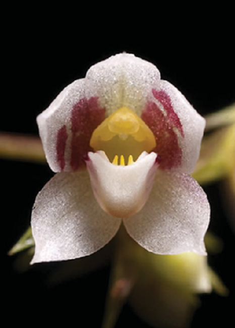 Cheiradenia imthurmii Cogn. (as C. cuspidate Lindl.) Phograph by T. Paine.