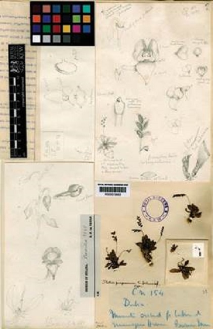 Stelis perparva C.Schweinf. Type at Kew, (K000573983), with a pencil drawings by E.F. im Thurm.