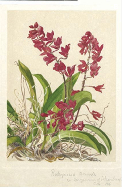 Rodriguezia secunda Kunth. Watercolor by Hanna Cassels im Thurn. Kew Botanic Gardens.