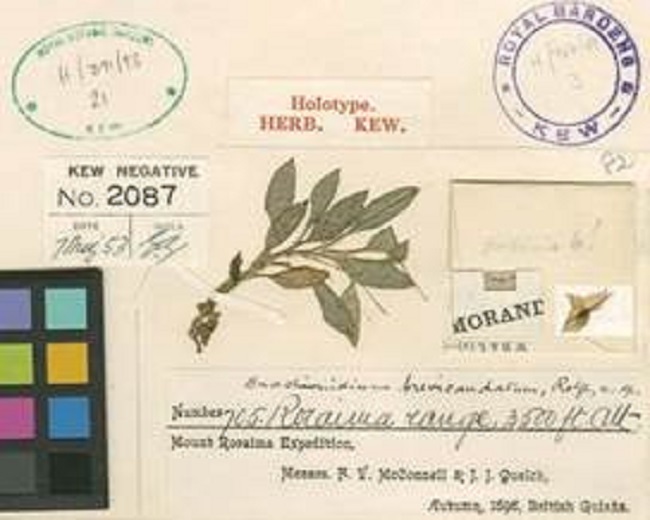 Brachionidium brevicaudatum Rolfe. Holotype at the Royal Botanic Gardens, Kew (K0000583670).