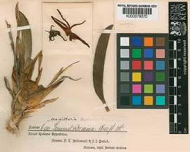 Maxillaria quelchii Rolfe. Specimen at the Royal Botanic Gardens, Kew (K000079370).