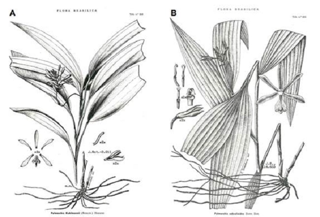 A. Neobartlettia guianensis Schltr. [as Palmorchis kuhlmannii (Schltr.) Hoehne]. B. Neobartlettia sobralioides (Barb.Rodr.) Schltr. [as Palmorchis sobralioides Barb.Rodr.]. Plates 203 and 205from F.C. Hoehne, Flora Brasilica, 1945.