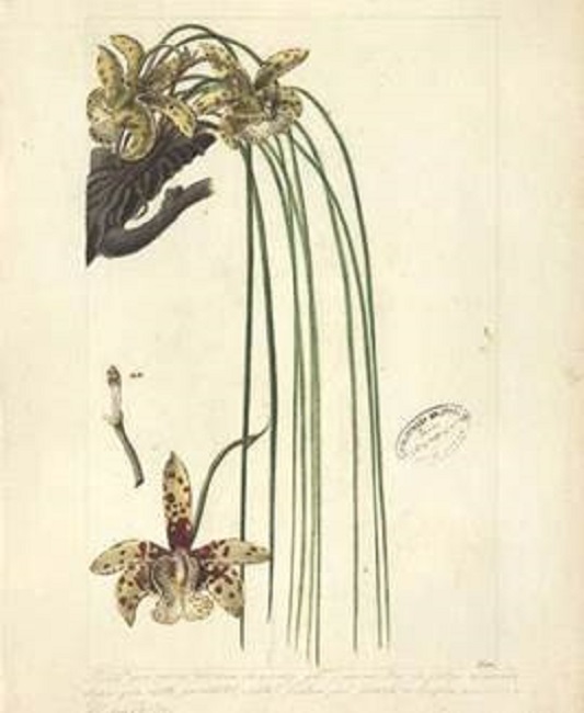 Scuticaria hadwenii (Lindl.) Planch.