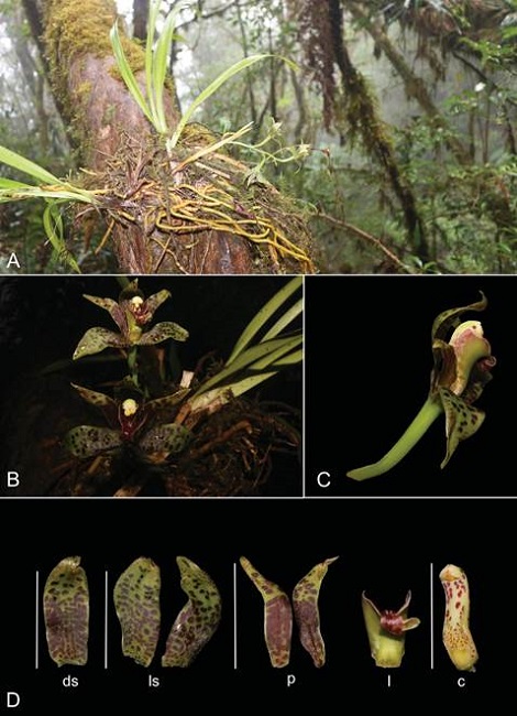 Cymbidium sigmoideum J.J.Sm.