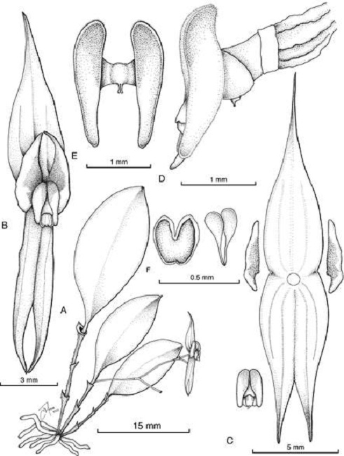 Lepanthes kokonuko J.S.Moreno & Pisso-Florez.